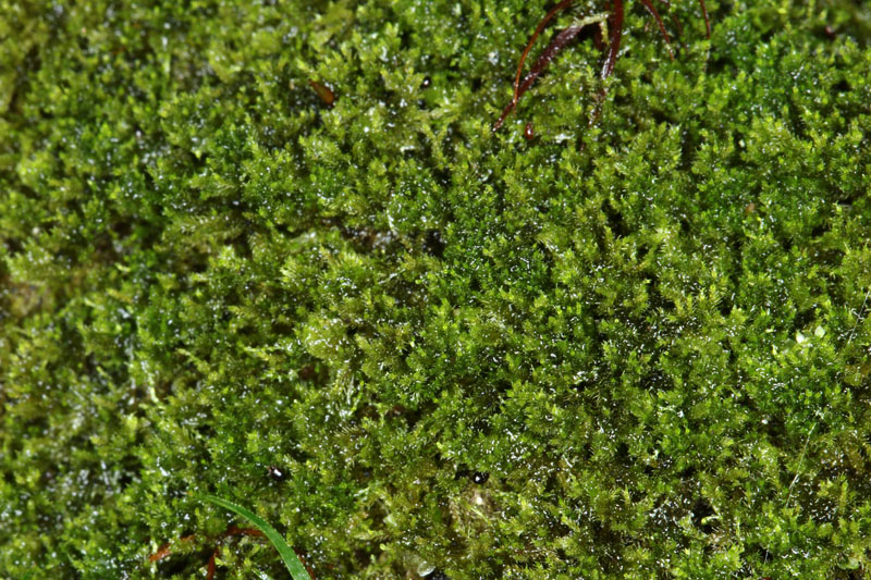 Blepharostoma trichophyllum var. trichophyllum